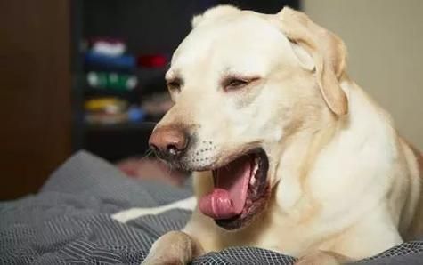 与狗狗做了四个小时都没事的简单介绍