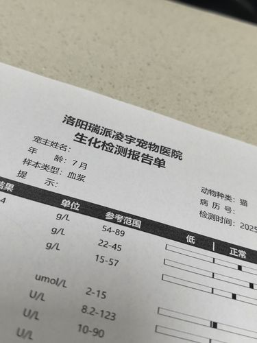 给猫咪做绝育