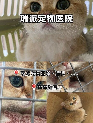 洛阳宠物医院推荐哦