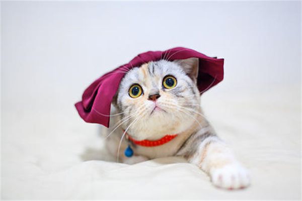宠物猫体检多少钱(宠物猫体检一般多少钱)