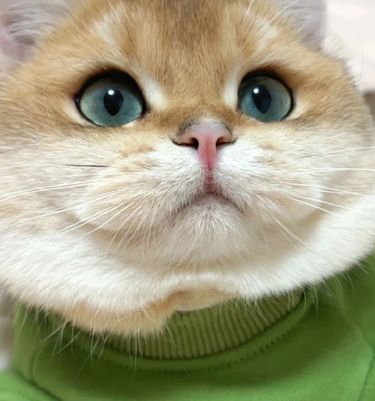 猫咪微笑萌翻天