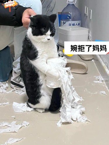 猫：这一天还是来了么…..