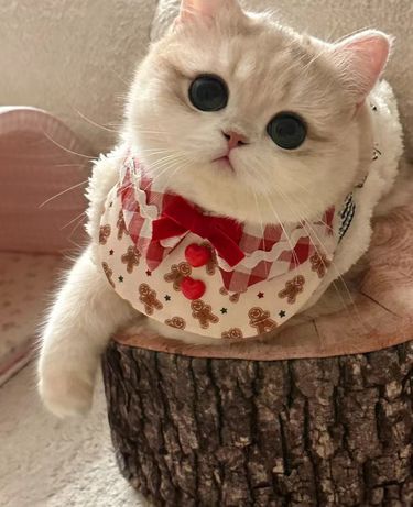 猫咪头像大集合～