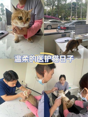 我家猫主子被这么温柔对待 真的安心