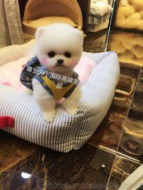 宠物幼犬购买 博美犬 金毛 拉布拉多 哈士奇等幼犬