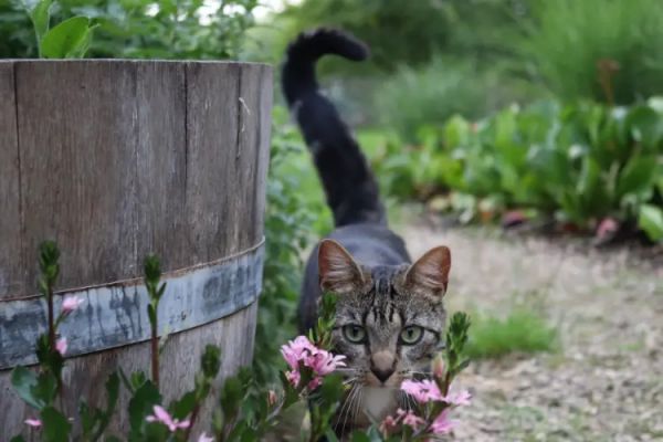 猫咪为什么摇尾巴?解读猫咪的肢体语言