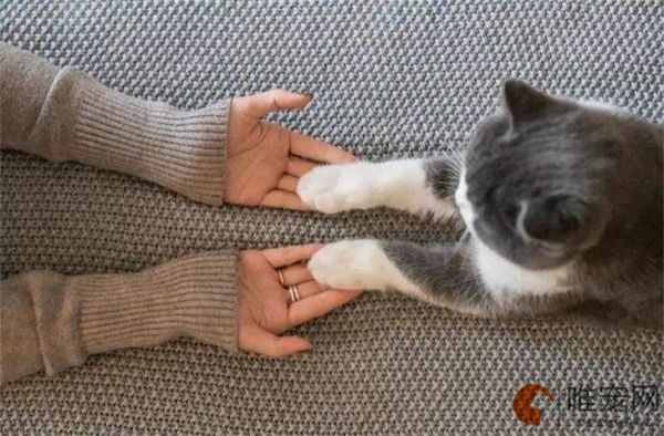 给猫咪做个全身检查多少钱