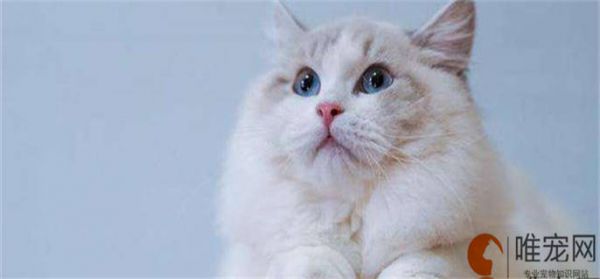 猫咪体检一套下来多少钱