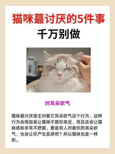 猫咪蕞讨厌的5件事，千万别做
