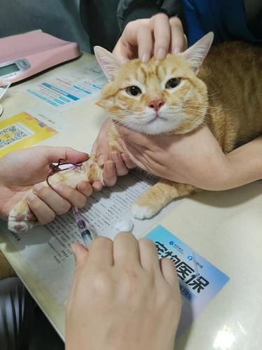 猫猫绝育｜推荐靠谱医院