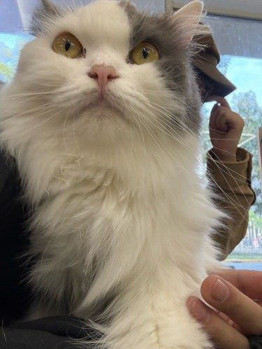 十块钱的猫咖狗咖！