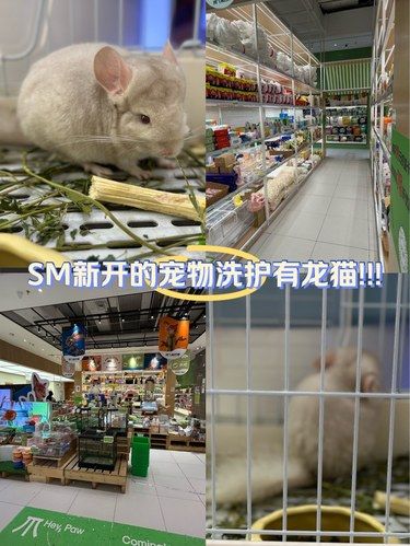 小龙猫我来啦！！