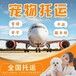 泰安宠物托运猫咪上门接宠本地服务