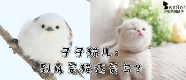世界上最萌的鸟，像一只未断奶的小奶猫，人送外号“小肥啾”