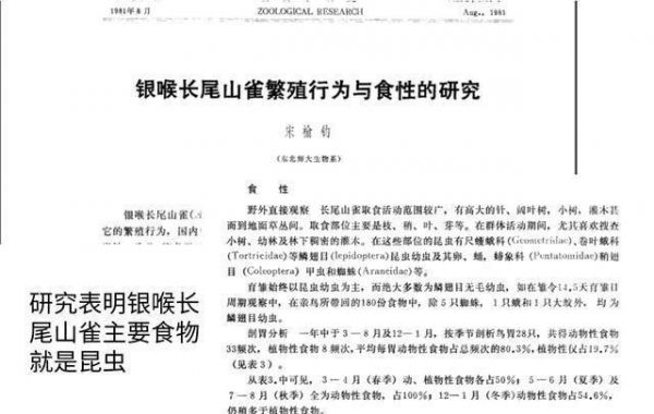 世界上最萌的鸟，像一只未断奶的小奶猫，人送外号“小肥啾”