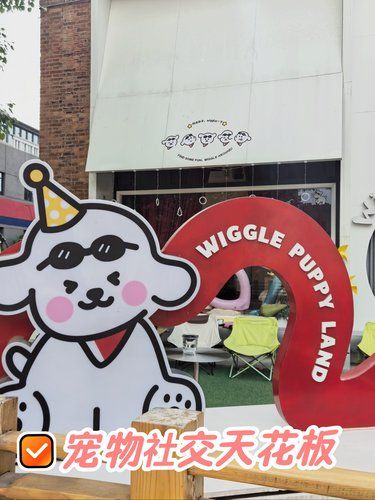 宠物社交天花板❗毛孩子撒欢圣地