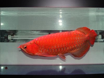 龙鱼多少钱一只？（龙鱼市场价格波动趋势，龙鱼品种鉴赏指南）