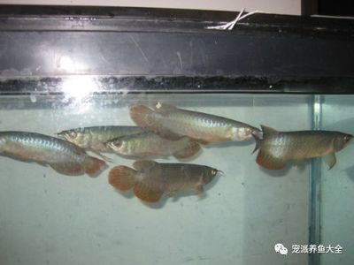 龙鱼怎么卖出去（龙鱼市场价格波动趋势）