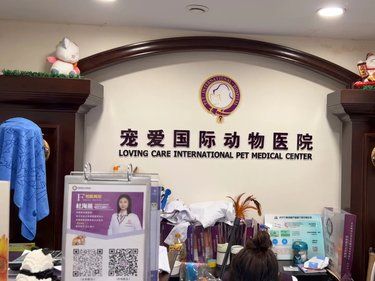 猫猫受伤后，这家宠物医院给了它第二次生命