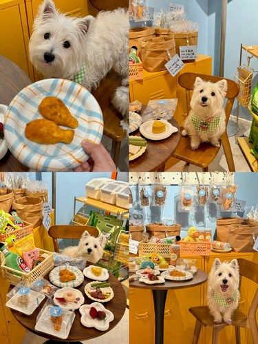 重庆！！我唯一会回购的宠物零食店！！
