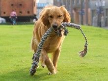 哪里有训犬学校-重庆宠物训练中心
