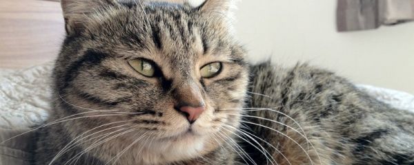 猫爪子缝黑色结痂