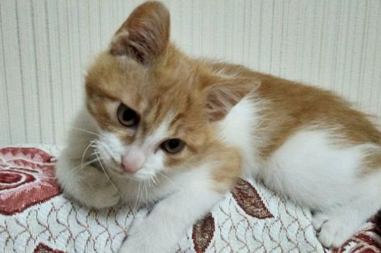 猫爪子缝黑色结痂