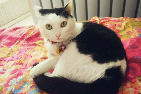 猫爪子缝黑色结痂
