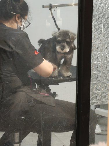 宠物美容小天地