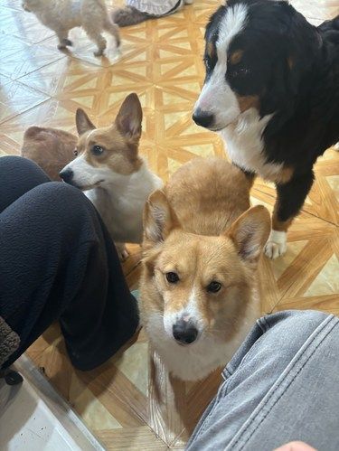 狗咖体验