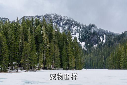 宠物图样