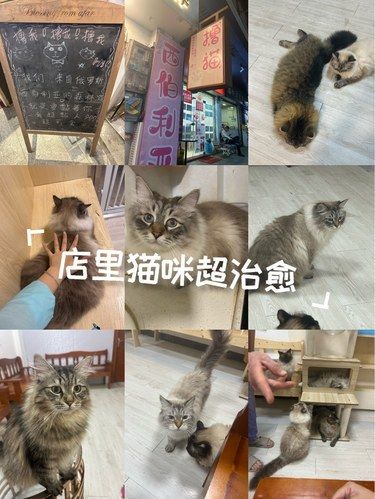 猫生活，慵懒得刚刚好～