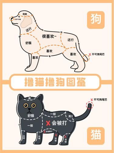 撸宠秘籍 | 舒适区与禁忌区你知道吗