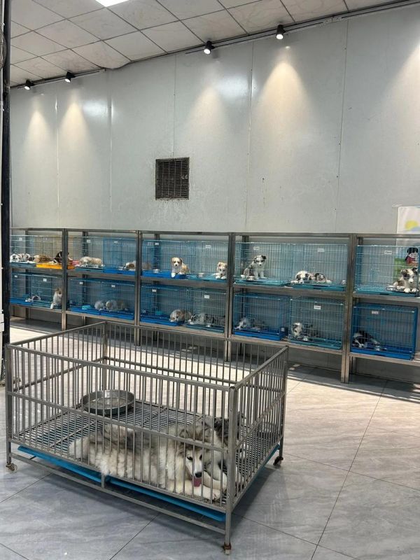 狗养殖场,宠物狗养殖场