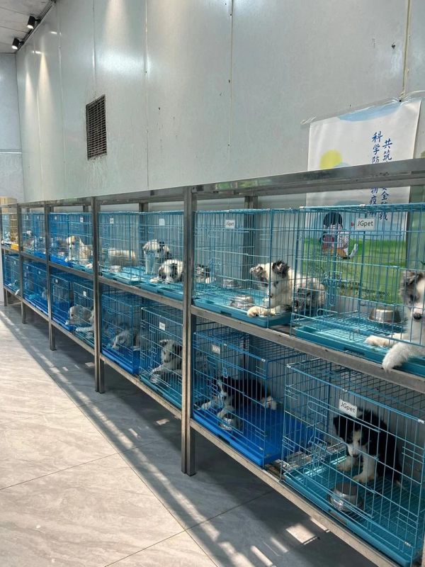 狗养殖场,宠物狗养殖场