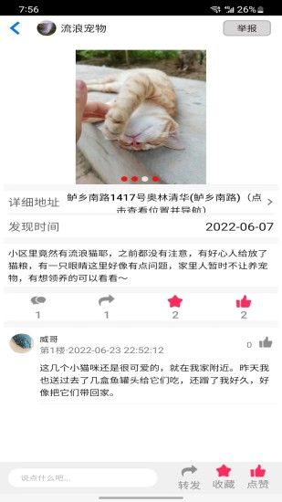 流浪宠物