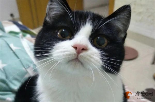 给猫吃肉像疯了一样是怎么回事 兴奋的表现有哪些