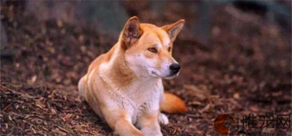 狗狗太活跃像疯了一样是为什么