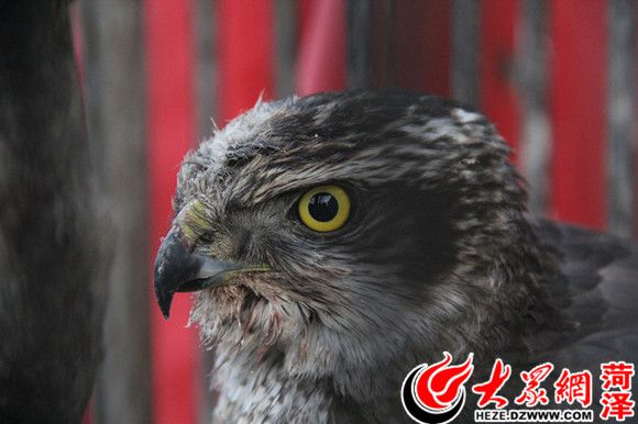 侧面看去，兔鹰又像一位思考的绅士
