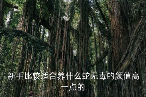  新手比较适合养什么蛇无毒的颜值高一点的