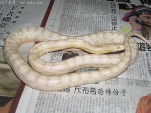 “大型宠物玉米蛇高清美图”