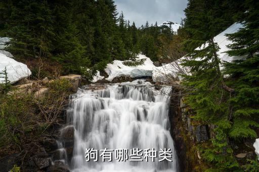 狗有哪些种类