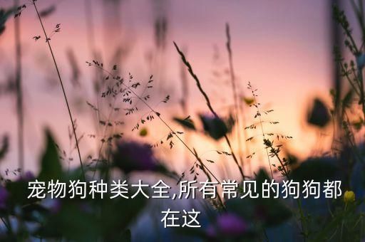  宠物狗种类大全,所有常见的狗狗都在这