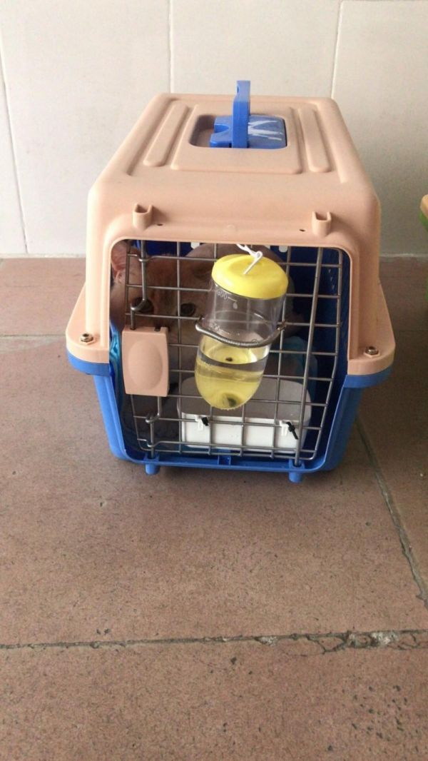服务用心，注重效率 东莞宠物猫狗托运，本地活体托运