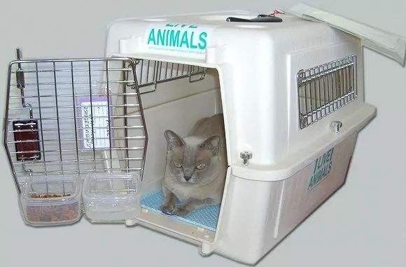 服务用心，注重效率 东莞宠物猫狗托运，本地活体托运