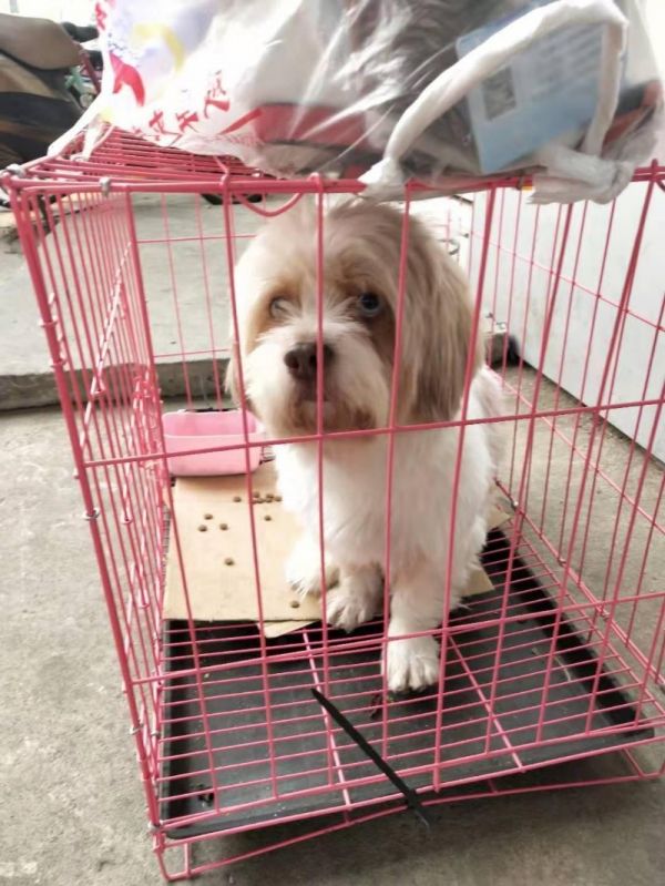 服务一流 认真负责 东莞宠物托运，专车猫狗托运，宠物物流