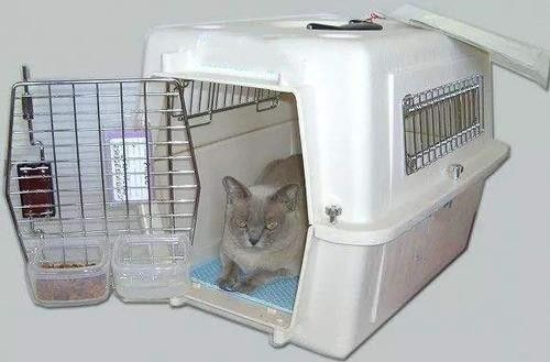服务一流 认真负责 东莞宠物托运，专车猫狗托运，宠物物流