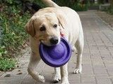 东莞上门纠正训犬 护卫犬行为训练 -宠爱多训犬学校