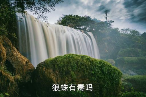 狼蛛有毒吗