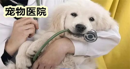 宠物医院app软件排名_网上宠物医院app哪个好_宠物医院app推荐